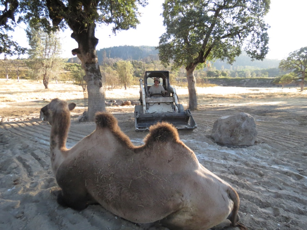 Camel sitting in the sand next to a tractor