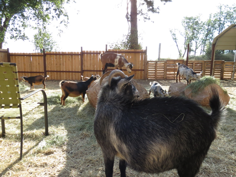 The goal herd playing together