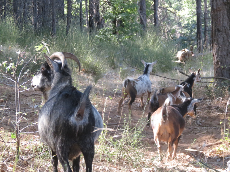 The goal herd walking down wooded path