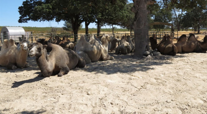 photo of a herd of camels sitting in sand