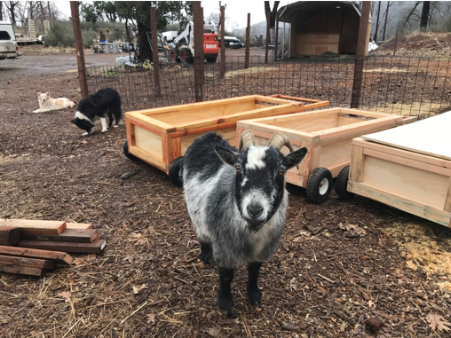 photo of Bamboo the goat