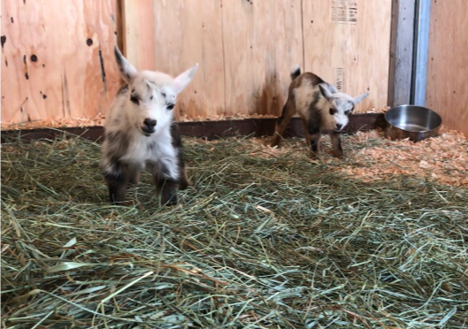 2 baby goats