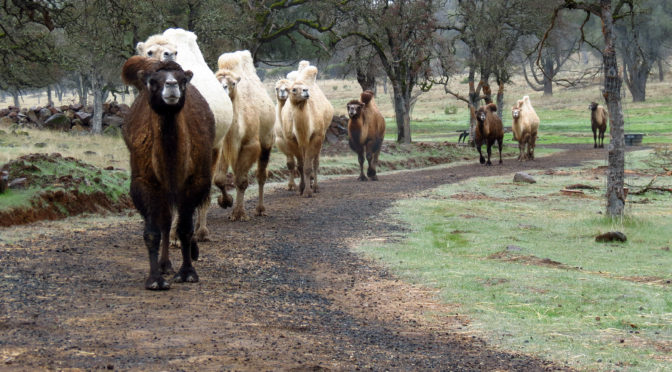 camels walking in a line