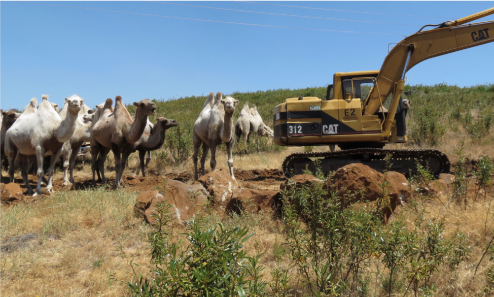 herd of camels looking at a back hoe