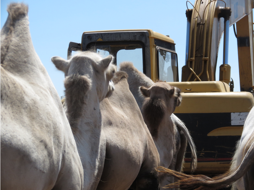 camels looking at a back hoe