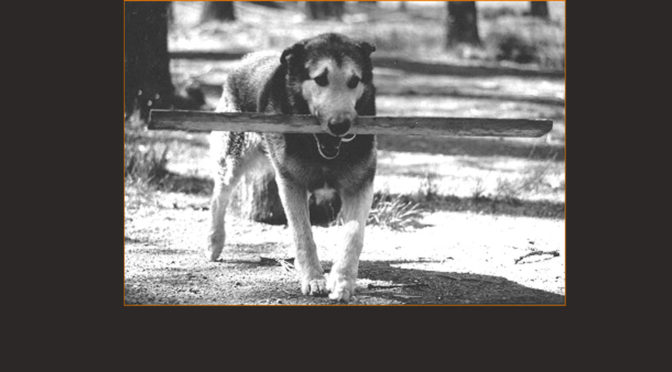 photo of a dog carrying a stick in its mouth