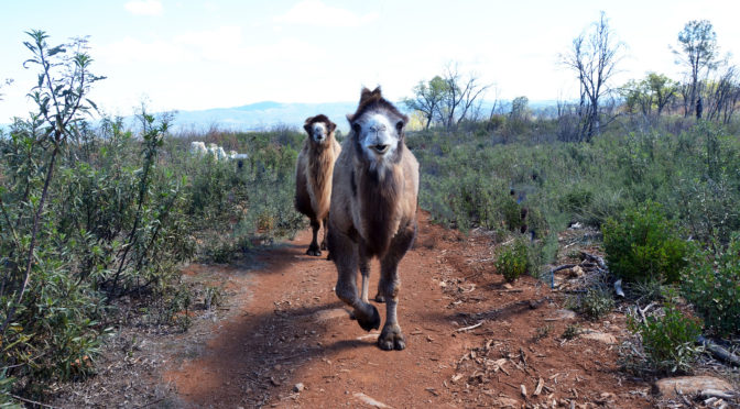 2 camels walking on a trail