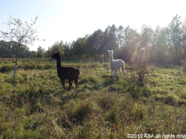 Photo of a black llama and a white llama in a grassy field in the sunshine