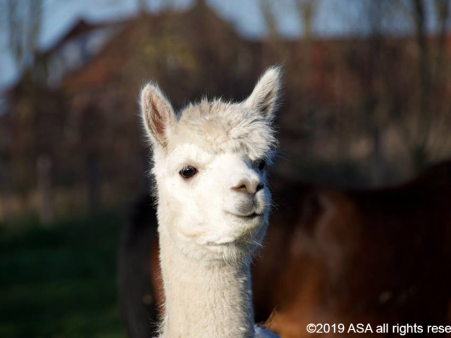 Photo of a white llama's face