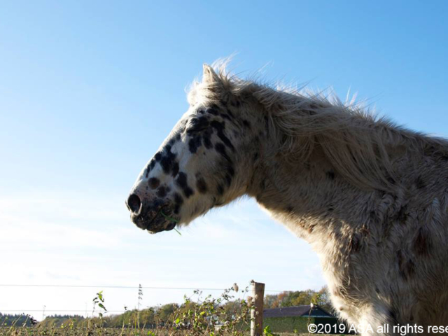 Photo of a white horse with a spotted face