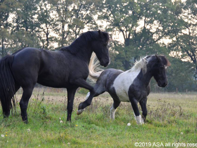 photo of two horses playing and jumping in a field