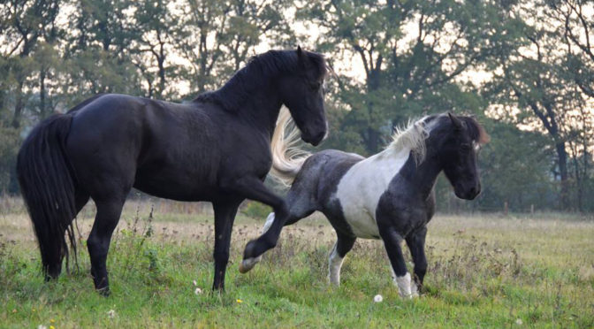 photo of two horses playing and jumping in a field