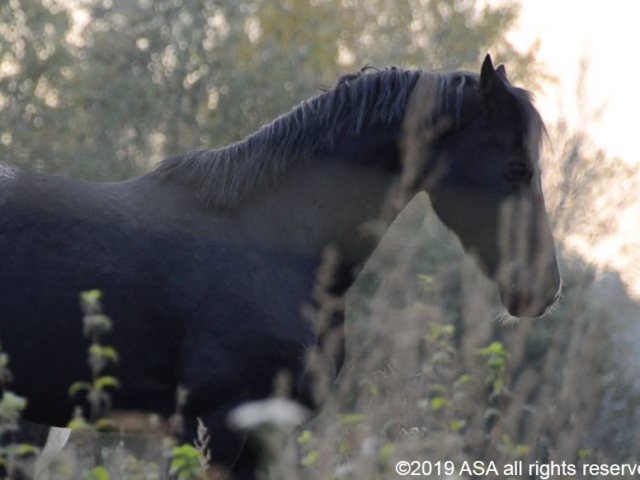 Photo of a black horse in side view in a grassy field