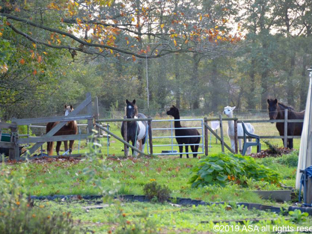 Photo of three horses and two llamas lined up looking over a fence