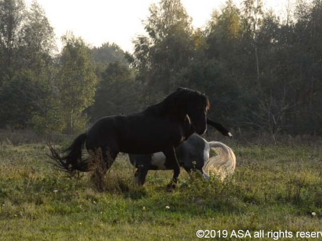 photo of two horses playing and jumping in a field