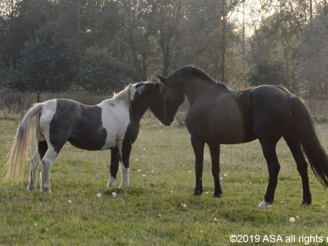 Photo of a black horse and a gray and white horse touching faces