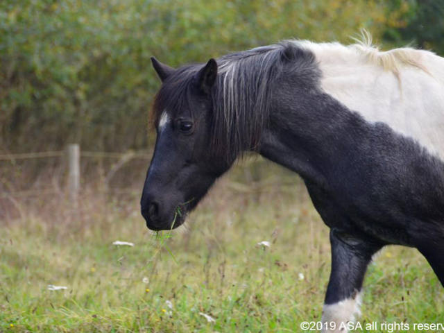 Photo of a gray and white horse in a field