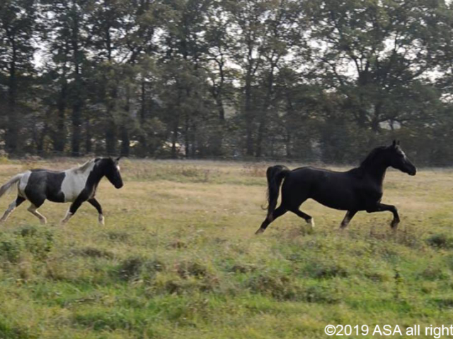 photo of two horses running in a field