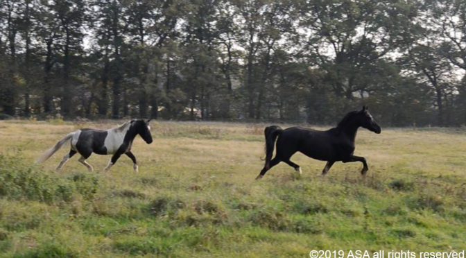 photo of two horses running in a field