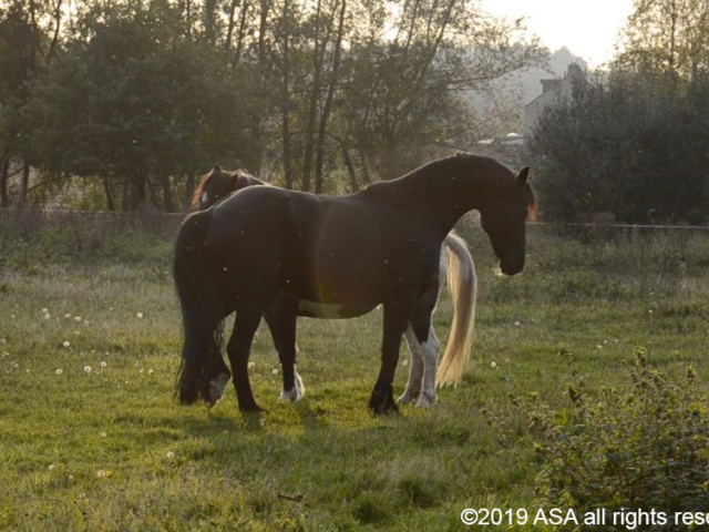 Photo of two horses standing in a field at sunset