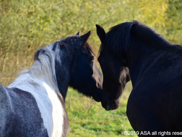 Photo of a black horse and a gray and white horse touching faces