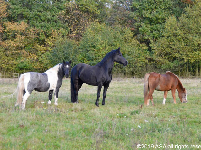 Photo of three horses standing together in a field