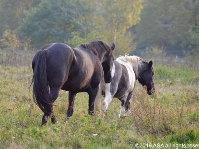 Photo of a black horse and a gray and white horse walking together in a field