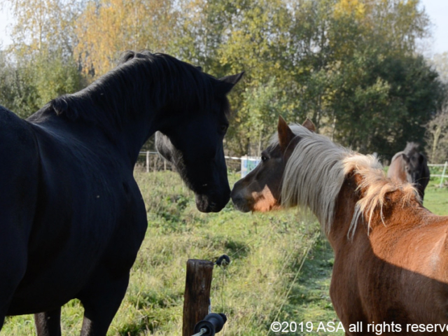 Photo of a black horse and a brown horse touching noses