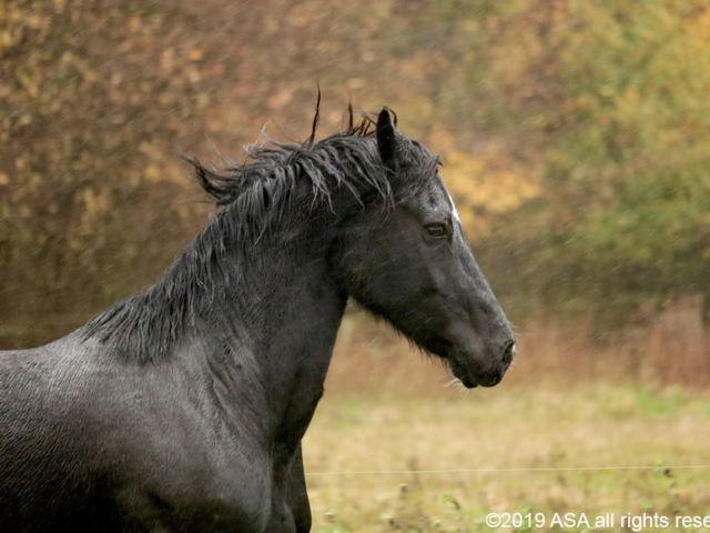 Photo of a black horse silhouette