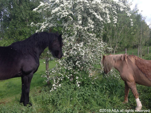 Photo of a brown horse and black horse sniffing a bush of white flowers