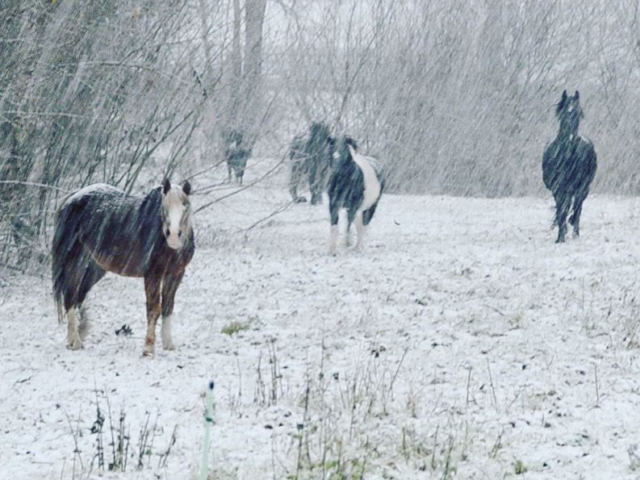 Photo of a herd of horses in a snowy field