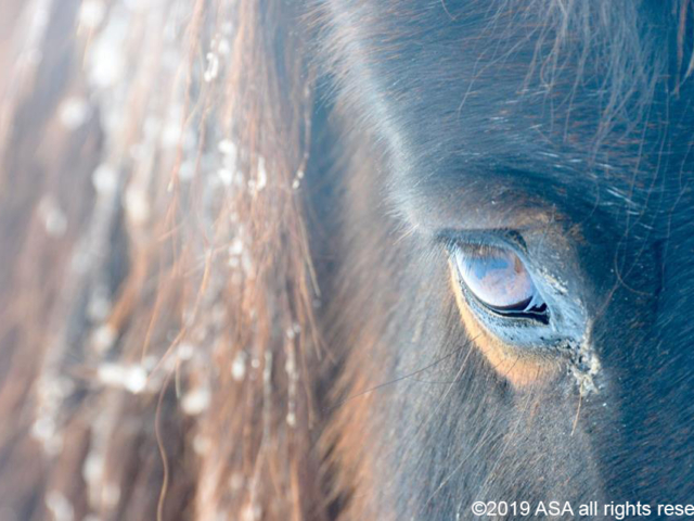 Close-up photo of a horse's eye from the side