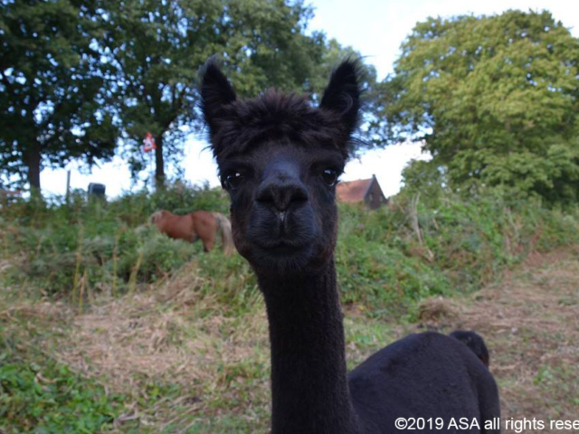 Close-up photo of a black llama's face looking into the camera