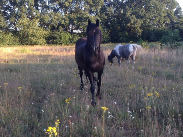 Photo of a brown horse standing in a field of yellow flowers with another horse grazing in the background