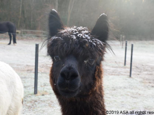 Close-up photo of a brown llama