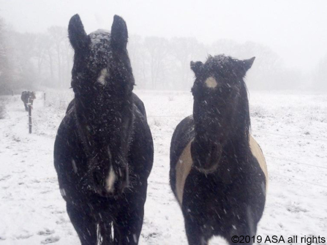 Photo of two black horses standing in the snow