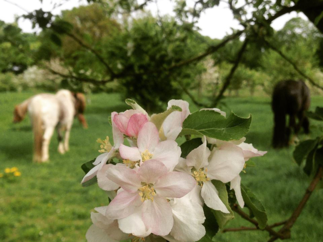 Photo of pink and white flower blossoms with horses in the background