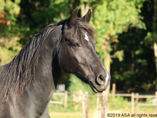 Photo of a brown horse's head in silhouette