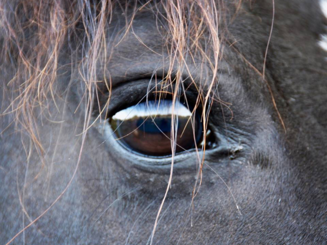Close-up photo of a horse's eye