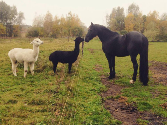 Photo of a white llama, a black llama, and a black horse saying hello across a fence