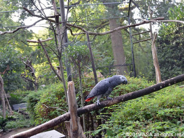 Photo of a gray parrot sitting on a tree branch