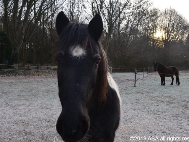 Photo of a brown horse with a white spot on its forehead staring into the camera