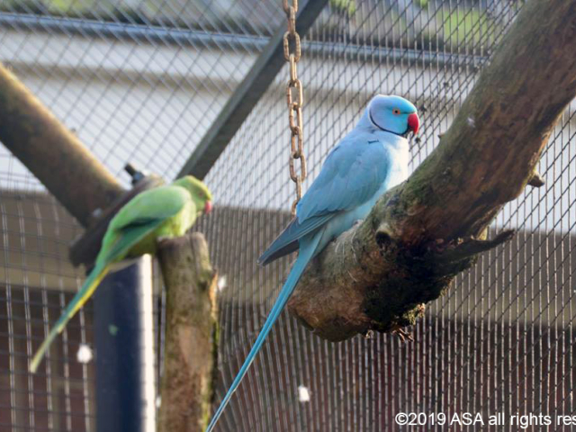 Photo of a green bird and a blue bird