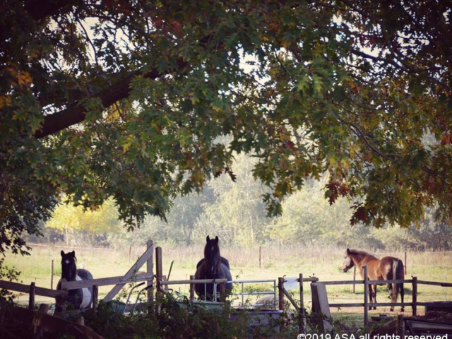 Photo of three horses standing near a fence under a big tree