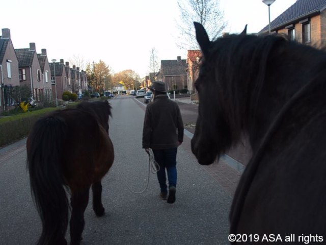 Photo of someone walking two brown horses down a street