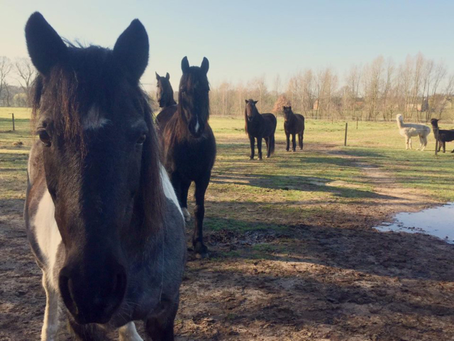 Photo of a row of brown horses staring into the camera