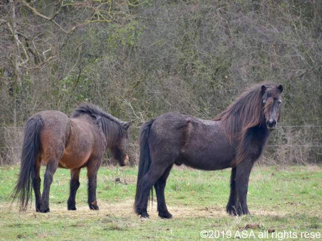 Photo of two brown horses in a grassy field