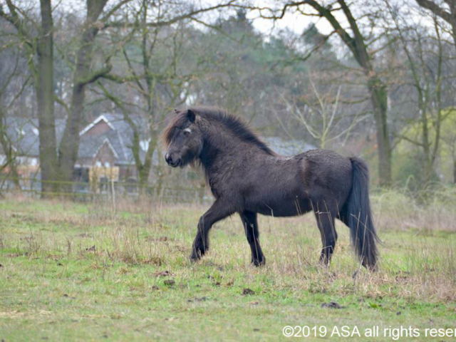 Photo of a brown horse in a field