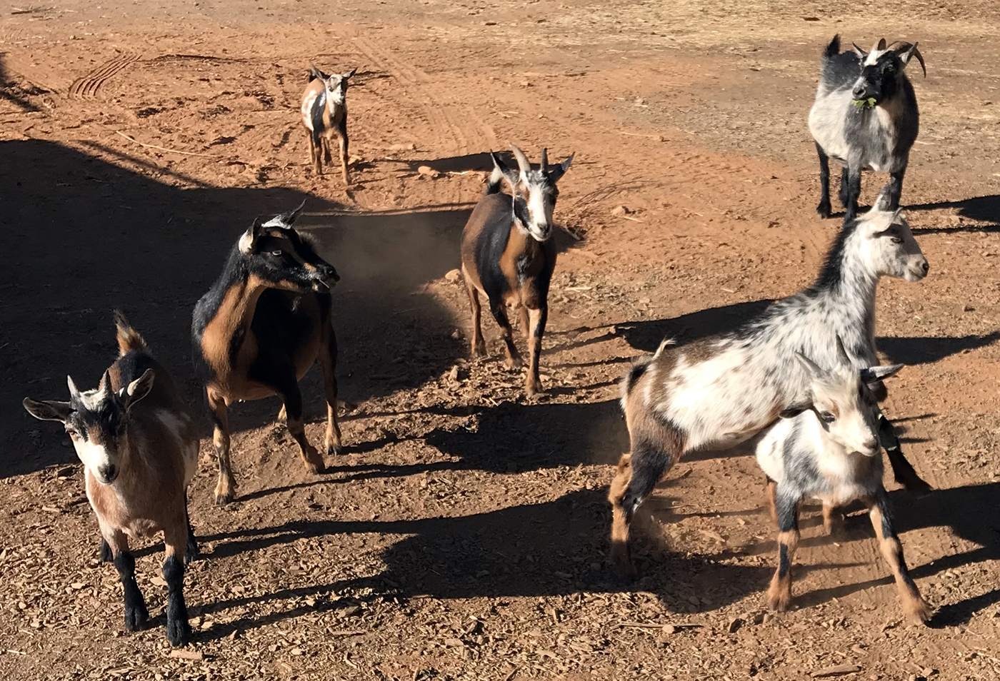 Seven goats running together