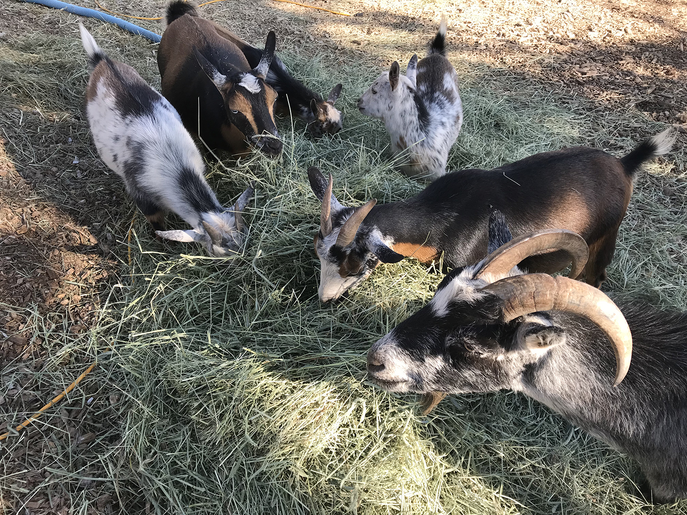 goat eating hay together